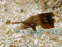 Juvenile Peacock Razor fish. Barely 20 grains of sand long. by Stuart Ganz 